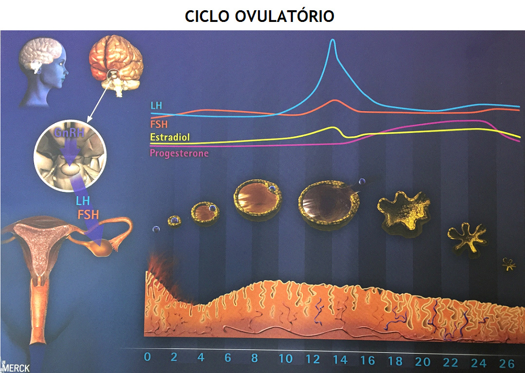 Calendário do ciclo menstrual normal: passo a passo do processo que prepara  o corpo da mulher para a gravidez - Genesis Clínica de Reprodução Humana